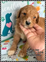 Ginger, a male Poodle - Standard  for sale in Sterling, VA – Photo 1 of 9