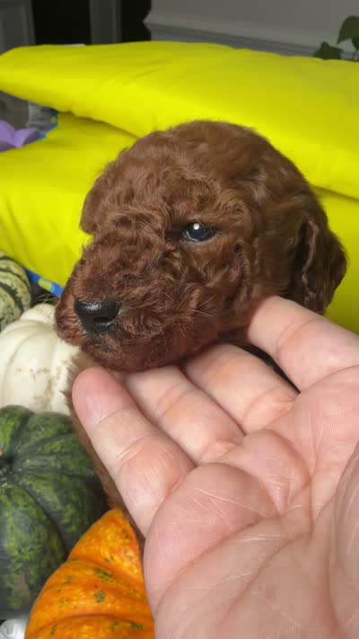 Milán , a male Poodle - Standard  for sale in Sterling, VA – 10 of 10