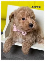 Baron , a male Poodle - Miniature  for sale in Sterling, VA – 4 of 9