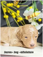 Prince , a male Poodle - Miniature  for sale in Sterling, VA – Photo 4 of 8