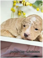 Prince , a male Poodle - Miniature  for sale in Sterling, VA – Photo 6 of 8