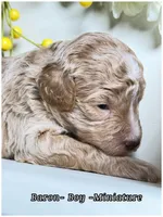 Prince , a male Poodle - Miniature  for sale in Sterling, VA – Photo 8 of 8