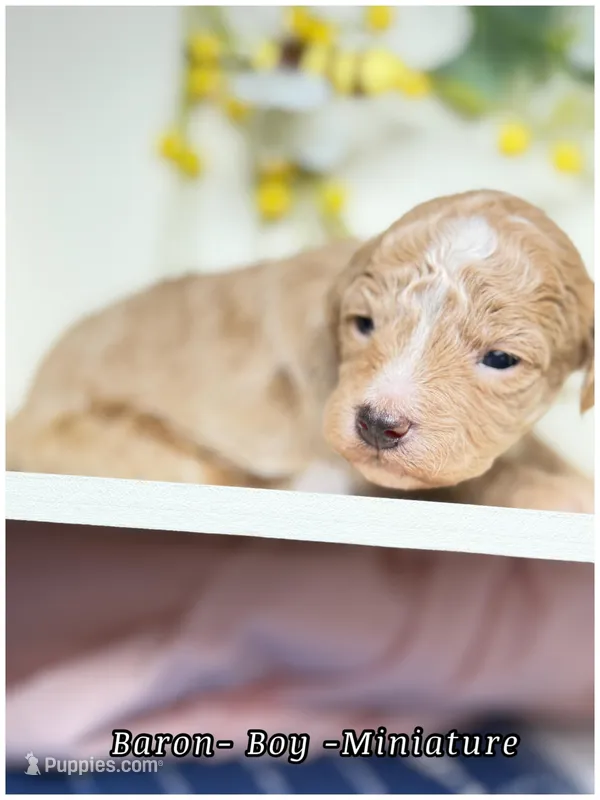 Prince  – Poodle - Miniature  puppy for sale in Sterling, VA