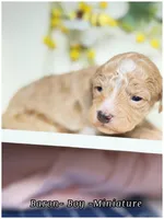 Prince , a male Poodle - Miniature  for sale in Sterling, VA – Photo 1 of 8