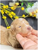 Prince , a male Poodle - Miniature  for sale in Sterling, VA – Photo 7 of 8