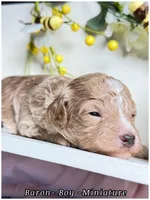 Prince , a male Poodle - Miniature  for sale in Sterling, VA – Photo 5 of 8