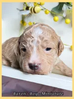 Prince , a male Poodle - Miniature  for sale in Sterling, VA – Photo 2 of 8