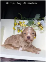 Prince , a male Poodle - Miniature  for sale in Sterling, VA – Photo 3 of 8