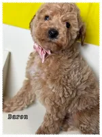 Baron , a male Poodle - Miniature  for sale in Sterling, VA – 6 of 9