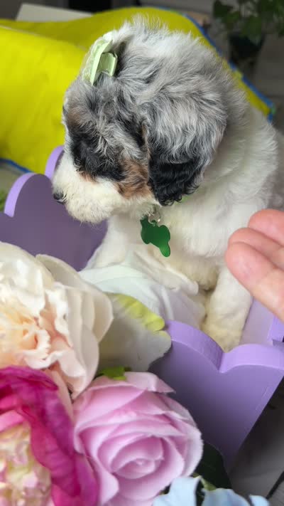 Mónaco , a female Poodle - Standard  for sale in Sterling, VA – 6 of 6