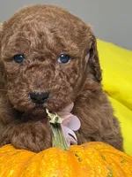 Milán , a male Poodle - Standard  for sale in Sterling, VA – 9 of 10