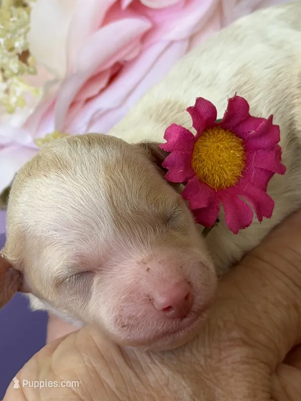 Alice – Poodle - Miniature  puppy for sale in Sterling, VA