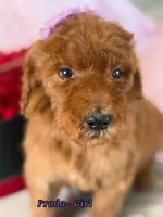 Prada, a female Poodle - Standard  for sale in Sterling, VA – Photo 3 of 4