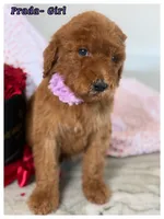 Prada, a female Poodle - Standard  for sale in Sterling, VA – Photo 2 of 4