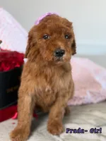 Prada, a female Poodle - Standard  for sale in Sterling, VA – Photo 1 of 4