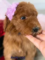 Prada, a female Poodle - Standard  for sale in Sterling, VA – Photo 4 of 4