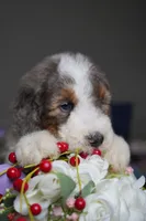 Cartier , a male Poodle - Standard  for sale in Sterling, VA – 3 of 6