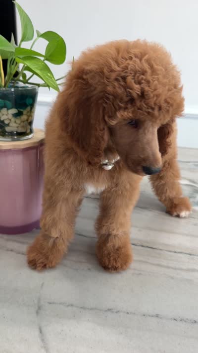 Milo, a male Poodle - Standard  for sale in Sterling, VA – 6 of 6