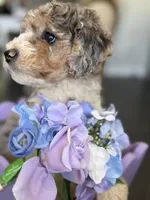 Armani, a male Poodle - Multi-Colored Standard for sale in Sterling, VA – 6 of 10