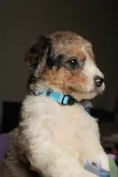 Armani, a male Poodle - Multi-Colored Standard for sale in Sterling, VA – 9 of 10