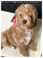 Prince , a male Poodle - Miniature  for sale in Sterling, VA – 5 of 9