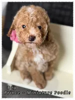 Prince , a male Poodle - Miniature  for sale in Sterling, VA – 2 of 9