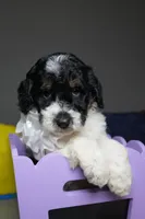 Chanel, a female Poodle - Standard  for sale in Sterling, VA – 5 of 6