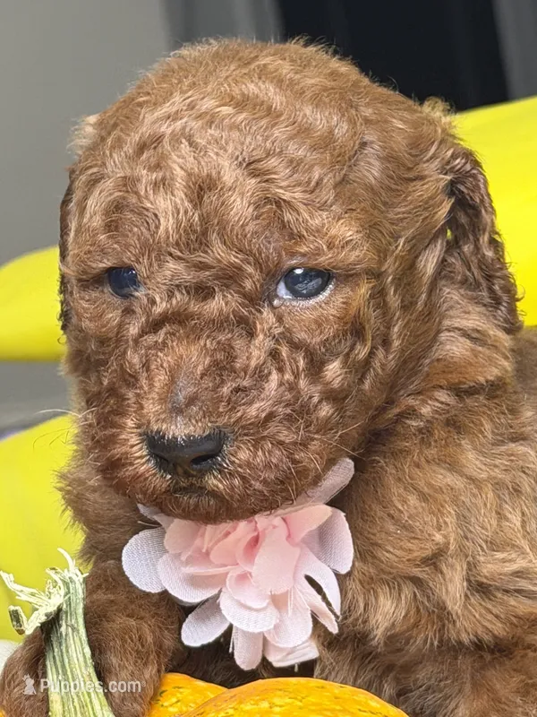 Milán  – Poodle - Standard  puppy for sale in Sterling, VA