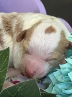 Prince Eric , a male Poodle - Miniature  for sale in Sterling, VA – 6 of 7