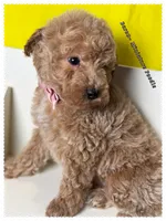 Baron , a male Poodle - Miniature  for sale in Sterling, VA – 7 of 9