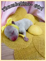 Thumbelina , a female Poodle - Toy  for sale in Sterling, VA – 6 of 8