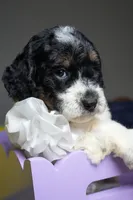 Chanel, a female Poodle - Standard  for sale in Sterling, VA – 3 of 6