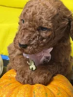 Milán , a male Poodle - Standard  for sale in Sterling, VA – 8 of 10