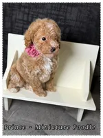 Prince , a male Poodle - Miniature  for sale in Sterling, VA – 6 of 9