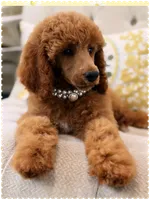 Milo, a male Poodle - Standard  for sale in Sterling, VA – 2 of 6