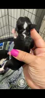 Onix, a male Poodle - Miniature  for sale in Sterling, VA – 3 of 8