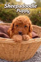 Jasmine, a female Sheepadoodle for sale in Sterling, VA – Photo 1 of 2