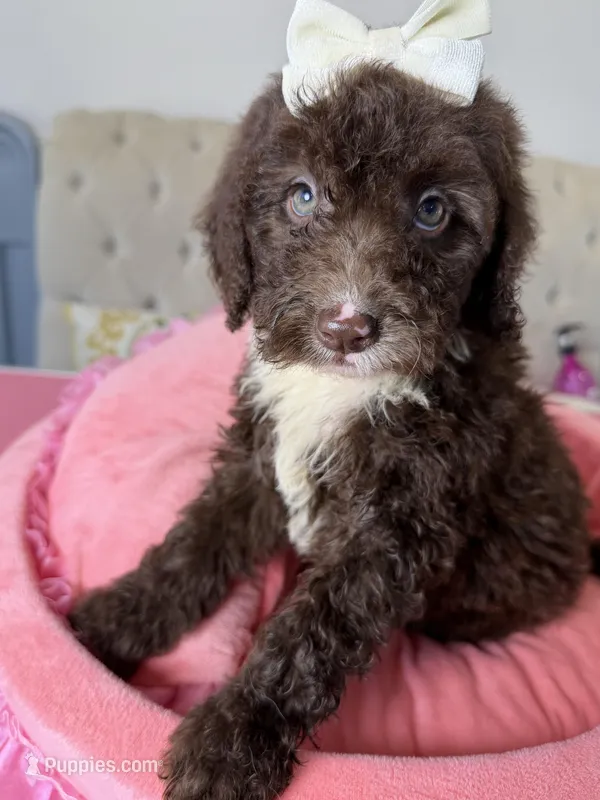 Mini - Jemma – Sheepadoodle puppy for sale in Sterling, VA
