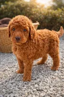 Jasmine, a female Sheepadoodle for sale in Sterling, VA – Photo 2 of 2