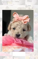 Thumbelina , a female Poodle - Toy  for sale in Sterling, VA – 5 of 9