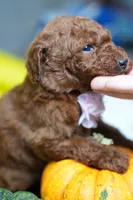 Milán , a male Poodle - Standard  for sale in Sterling, VA – 3 of 10