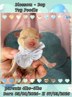 Blossom , a male Poodle - Toy  for sale in Sterling, VA – 2 of 7