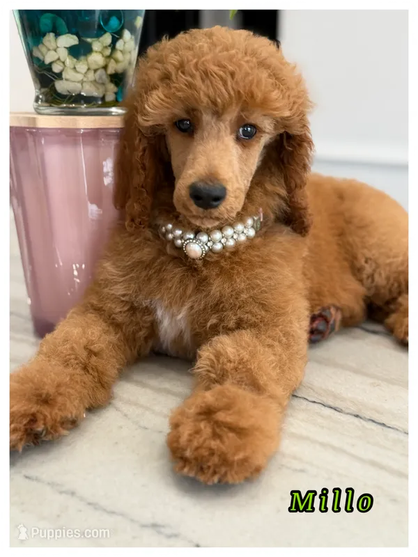 Milo – Poodle - Standard  puppy for sale in Sterling, VA