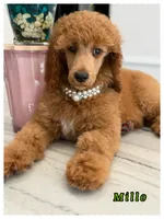 Milo, a male Poodle - Standard  for sale in Sterling, VA – 1 of 6