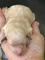 Prince Charming, a male Poodle - Miniature  for sale in Sterling, VA – 7 of 8