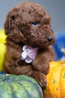 Milán , a male Poodle - Standard  for sale in Sterling, VA – 4 of 10