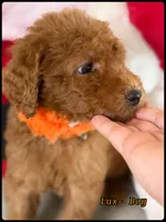 Lux, a male Poodle - Standard  for sale in Sterling, VA – Photo 5 of 5