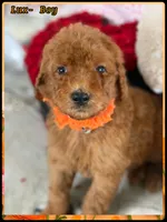 Lux, a male Poodle - Standard  for sale in Sterling, VA – Photo 1 of 5