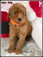 Lux, a male Poodle - Standard  for sale in Sterling, VA – Photo 4 of 5