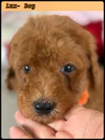 Lux, a male Poodle - Standard  for sale in Sterling, VA – Photo 3 of 5